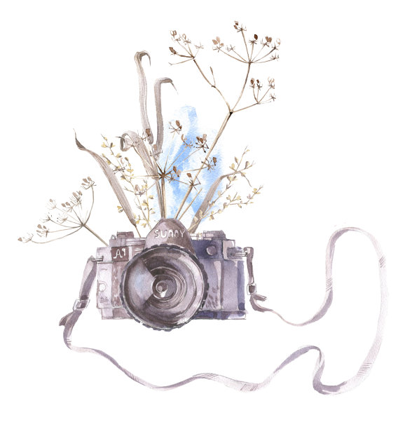 水彩插图。摄影，干燥的草药和蓝天。图片下载