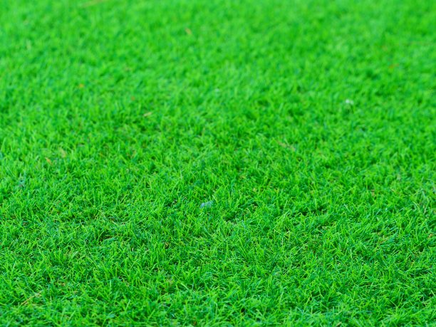 绿草特写图片下载