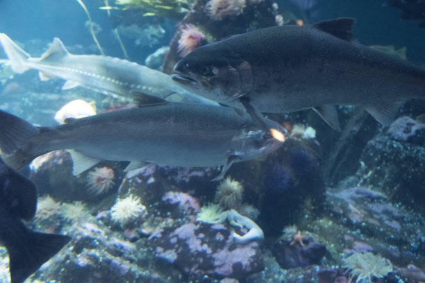 银鲑鱼渔业图片下载