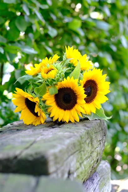 木头上的向日葵图片下载
