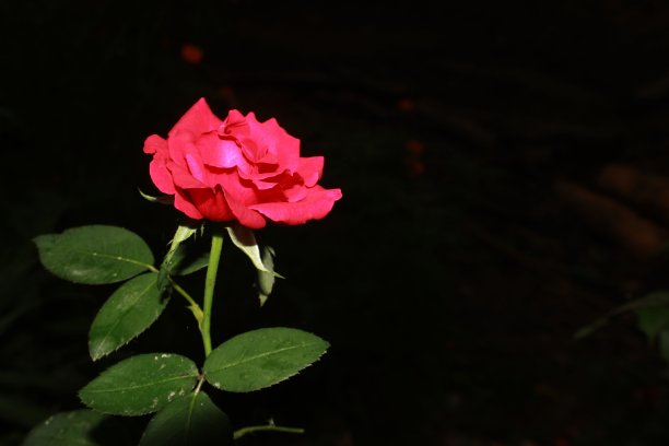 在黑色或深色背景下盛开的独特的红玫瑰。本空间图片下载