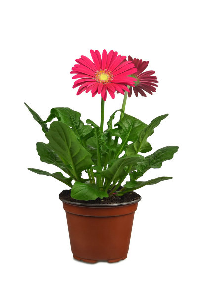 非洲菊在花盆孤立在白色的背景图片下载