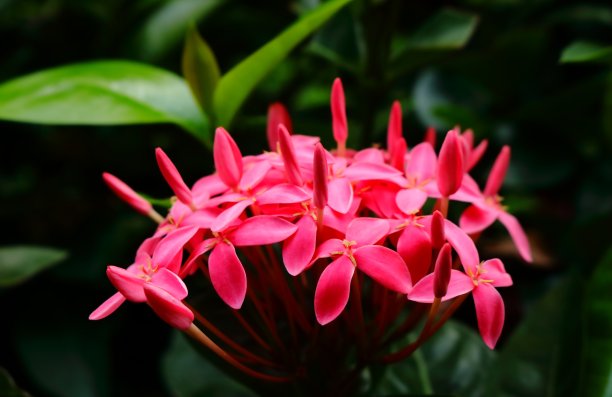 我们是粉红色的图片下载