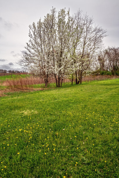 蒲公英的春天图片下载