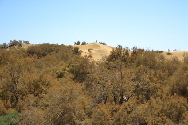 大加纳利岛马斯帕洛马斯沙丘的鸟瞰图。图片下载