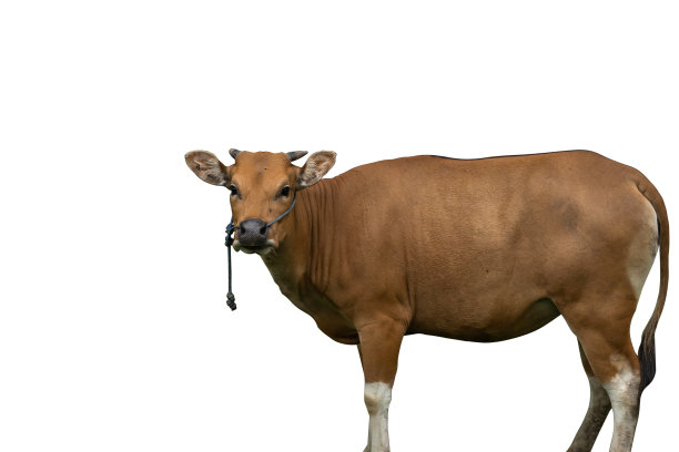 白背景下分离的巴厘幼牛(家养爪哇牛)图片下载