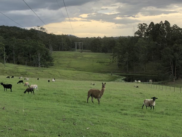 农场生活图片下载