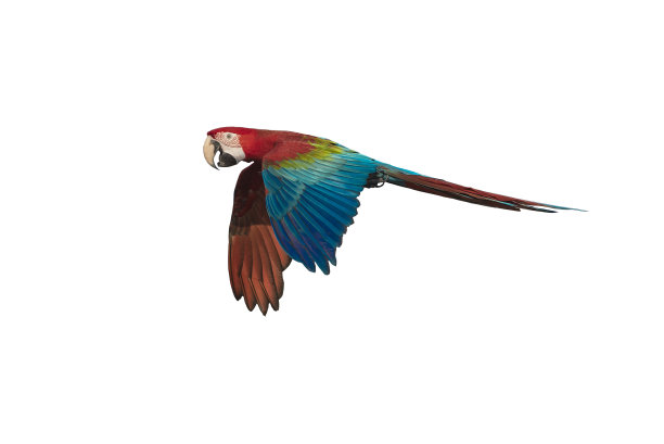 金刚鹦鹉飞行孤立在白色背景，绿色翅膀图片下载
