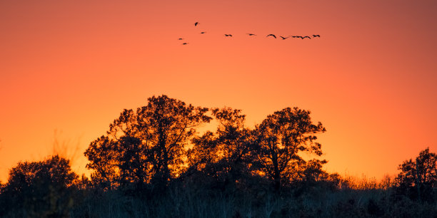 在北威斯康辛州的克雷克斯草地野生动物保护区的秋季迁徙中，在黄昏/日落的金色和橙色天空中飞行的沙丘鹤的背光轮廓图片下载