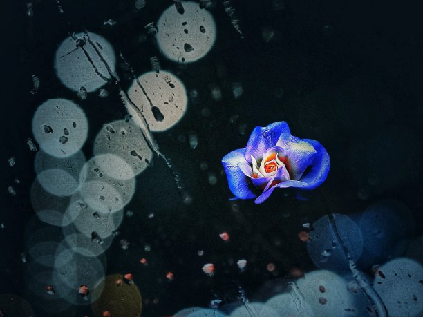 玫瑰壁纸图片下载