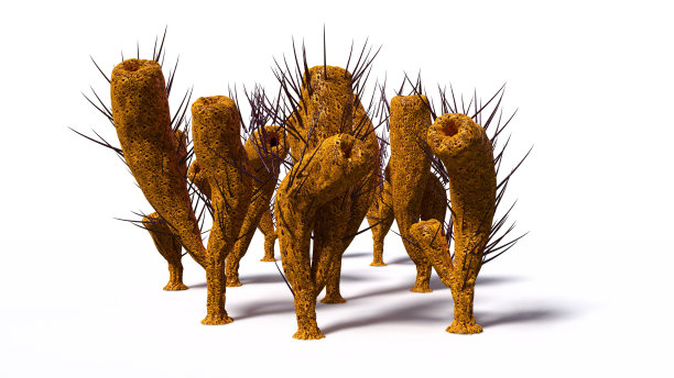 中寒武纪Burgess页岩海绵物种Pirania组，白色背景分离(3d古艺术插图)图片下载