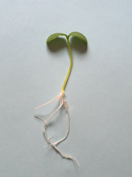 在蓝色背景上生根发芽。图片下载