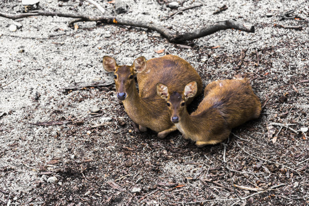 白色背景上的鹿画有不同的动词。图片下载