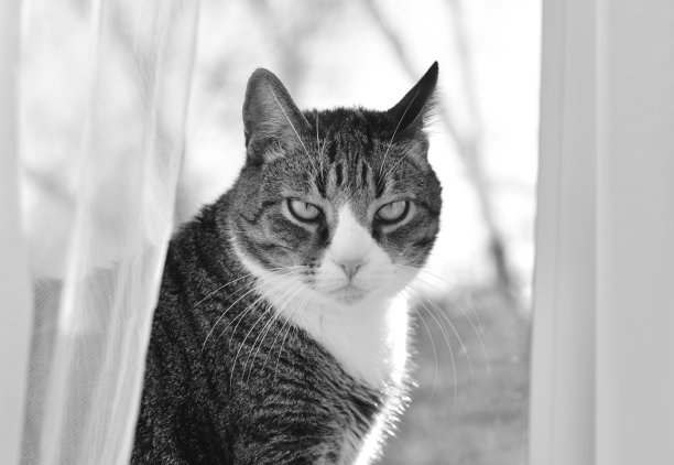 一只猫的肖像。图片下载