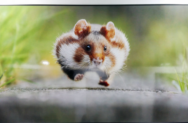 奔跑的啮齿动物照片。图片下载