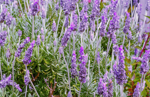 日出时薰衣草盛开的景象图片下载