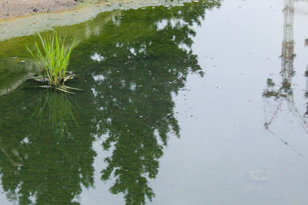 绿草在水里图片下载