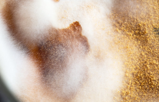 青霉菌落的生长，近距离观察图片下载