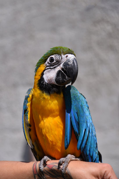 蓝色和黄色金刚鹦鹉幼鸟图片下载