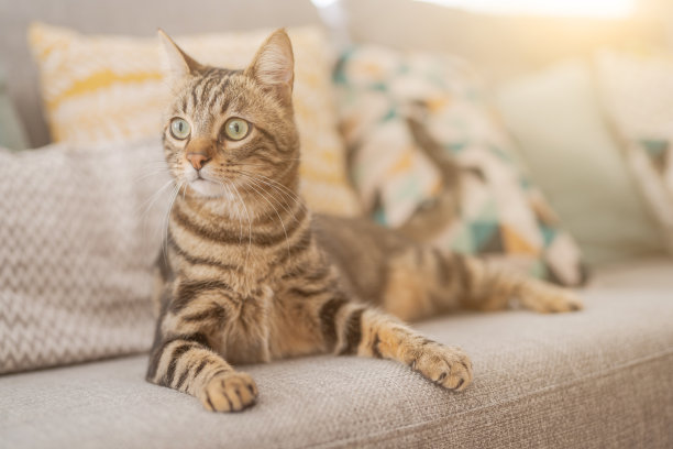 美丽的短毛猫图片下载