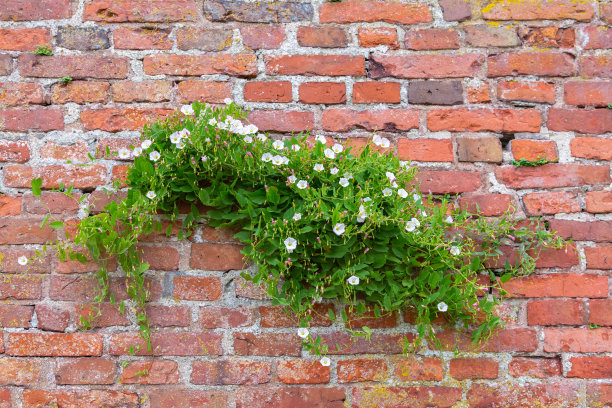 红砖墙上的旋花在风中颤抖图片下载