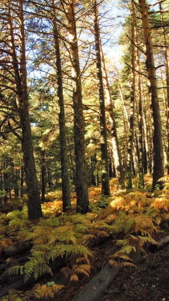 沉默中的黄金森林图片下载