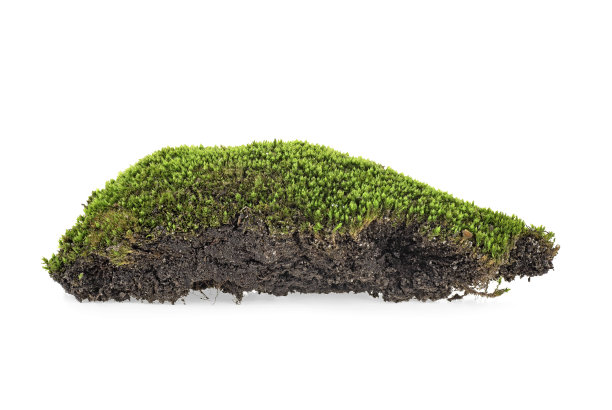 白色背景上孤立的绿色苔藓，特写。图片下载