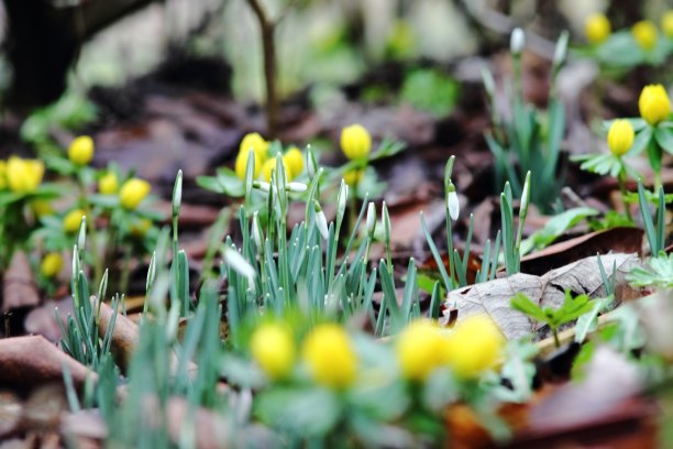 一束小小的黄色冬附子(Eranthis hyemalis)。图片下载