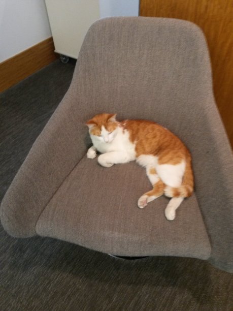 在椅子上睡觉的姜猫图片下载