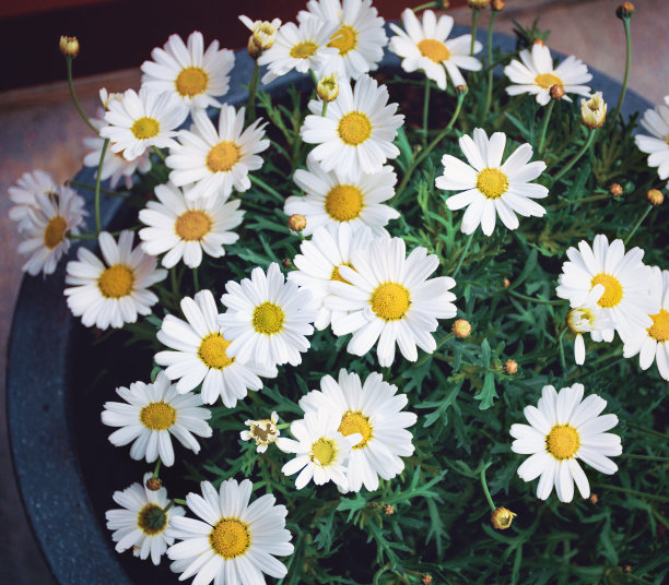 洋甘菊花卉图片下载