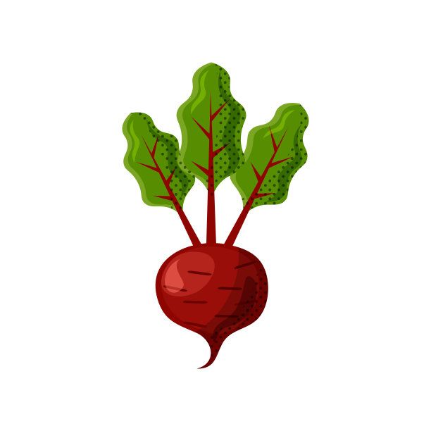 新鲜多汁的蔬菜-甜菜，甜菜根矢量图标孤立在白色背景。甜菜根图标，平面风格，蔬菜矢量插图。健康食品单一对象-孤立的甜菜图片下载
