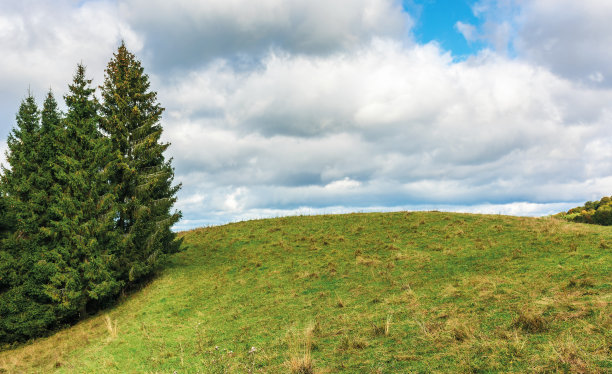 生长在长满草的山丘边上的云杉图片下载