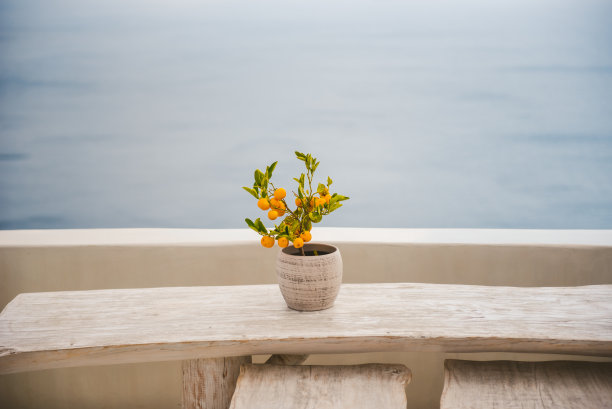 小橙树图片下载