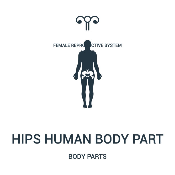 臀部人体部位图标矢量从身体部位收集。细线臀部人体部分轮廓图标矢量插图。图片下载