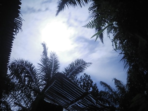 满月之夜图片下载