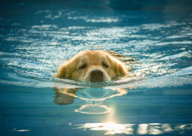 金毛小狗在游泳池里锻炼图片下载