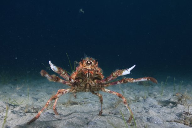 蜘蛛蟹图片下载