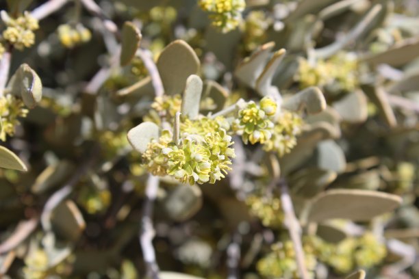 荷荷巴- simmondsia chinensis - 29棕榈树- 032919 c图片下载