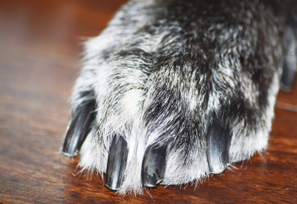 狗爪指甲图片下载