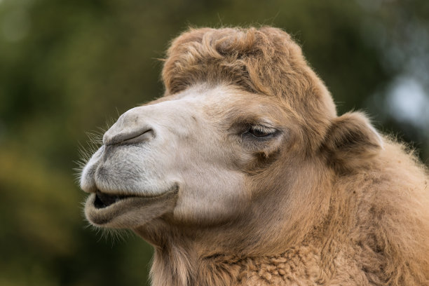 微笑的骆驼肖像图片下载