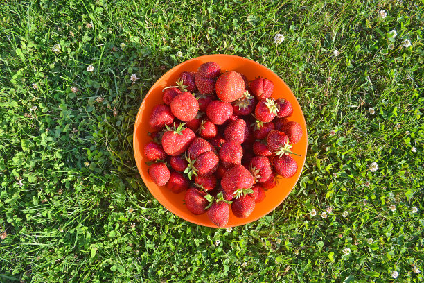 大的美味的草莓在碗里，在绿色的草坪上吃和烹饪甜点。图片下载