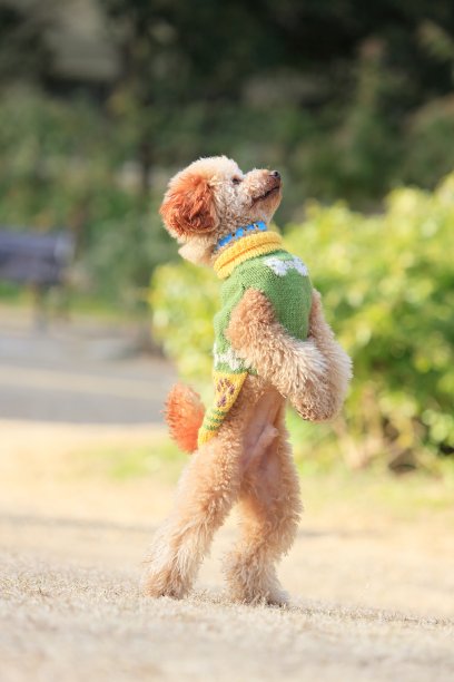 狗公园玩图片下载