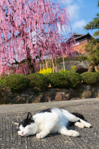 猫和花一起睡觉图片下载