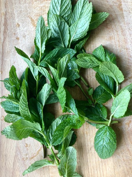 一些新鲜采摘的薄荷茎/叶在厨房的木制砧板上，绿色的新鲜薄荷枝从香草花园的照片，薄荷绿薄荷/薄荷植物图片下载
