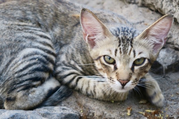 这是一只被驯化的灰色小猫在石头的映衬下蜷缩着睡觉的照片，灰色虎斑猫的头像上有明显的条纹和M型标记图片下载
