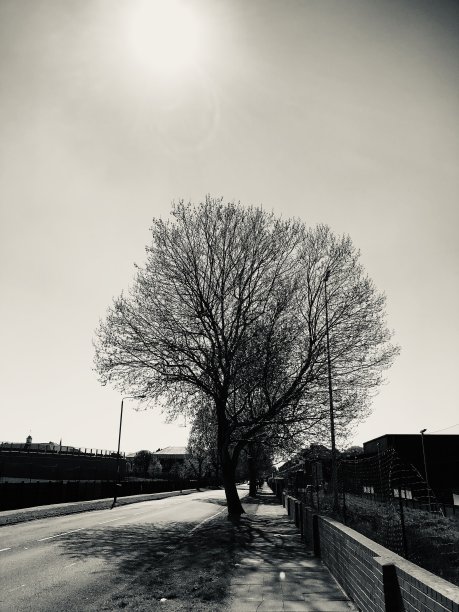 开放的树图片下载