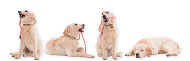 金毛猎犬的幼犬图片下载