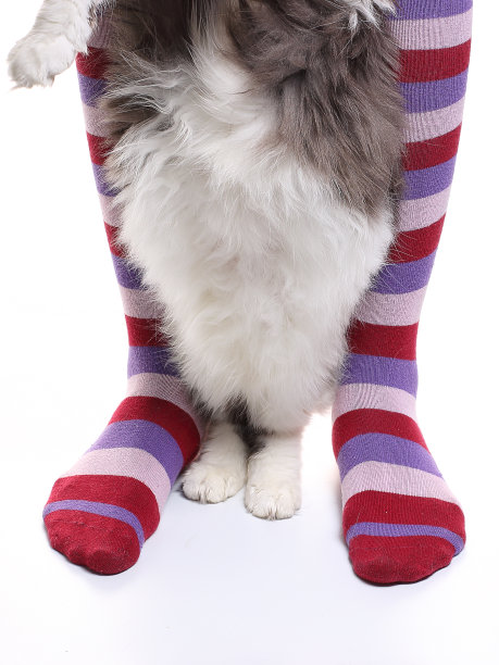 猫的条纹袜子和毛茸茸的后腿。孤立在白色背景上。图片下载