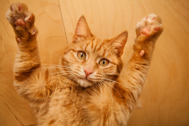 红猫在木制背景上举起爪子特写肖像。图片下载