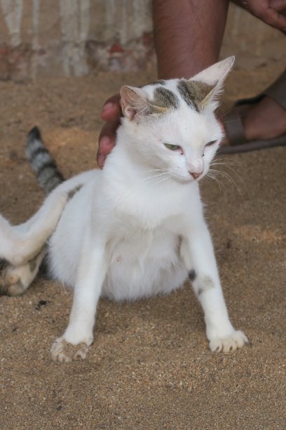 印度果阿的帕洛伦海滩，白色的果阿酒吧猫/小猫被抚摸的图片图片下载